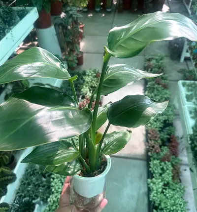 Strelitzia Nicola ~ Indoor Plant ~ 30/40 Cm