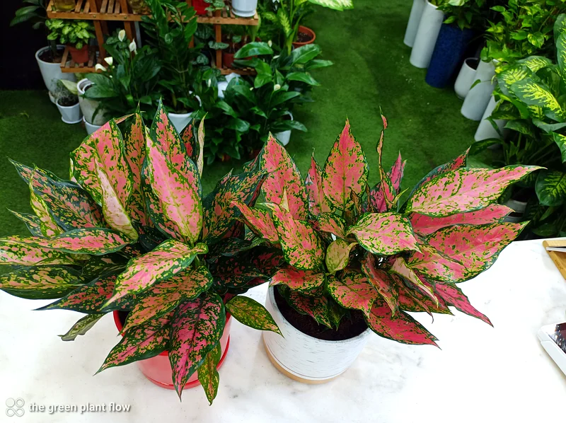 Aglaonema plant63220325648130112