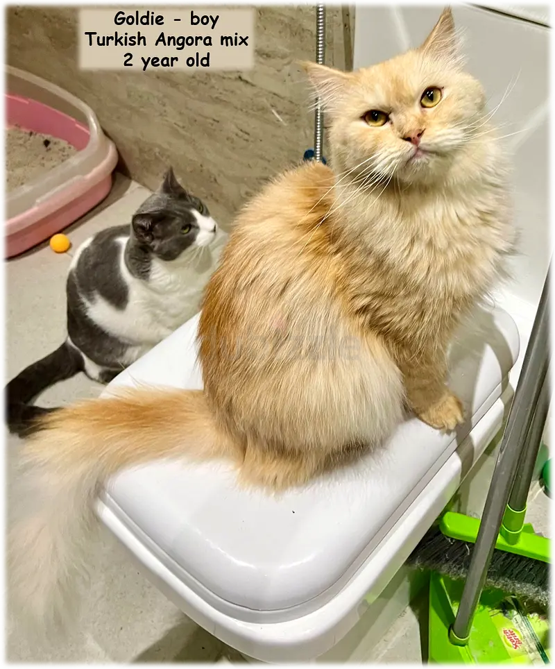 Is There a Place in Your Heart for a Rescued Cat?