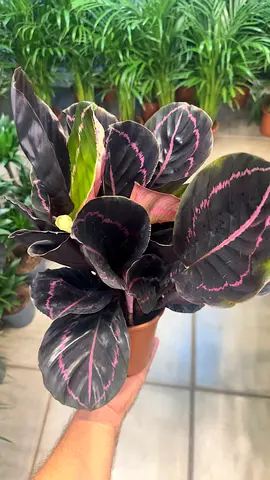 Calathea Roseopicta ~ Indoor Plant ~ 30/40cm