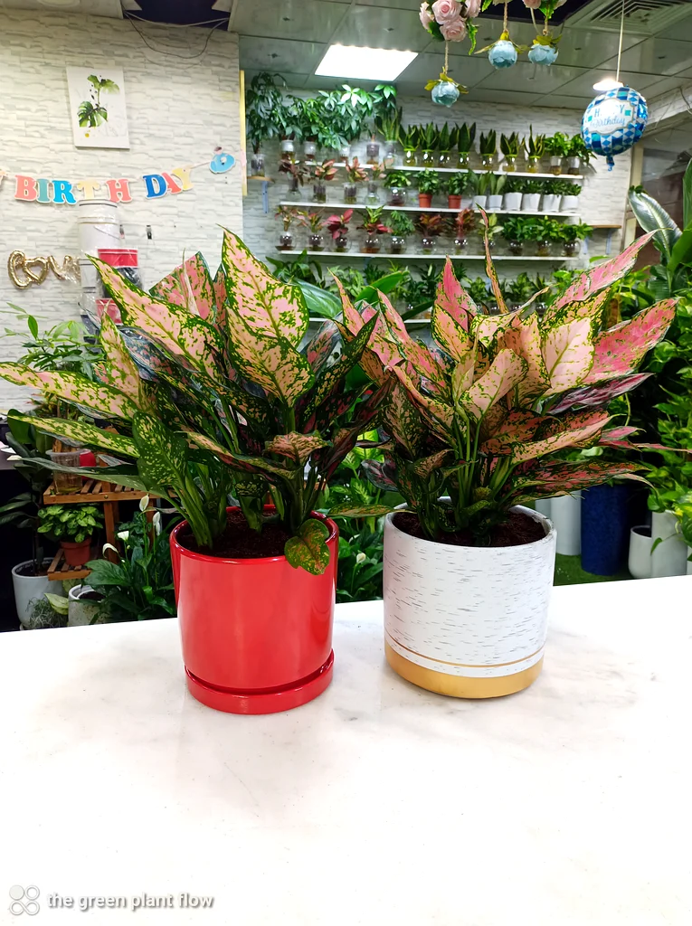 Aglaonema plant63220325648130111