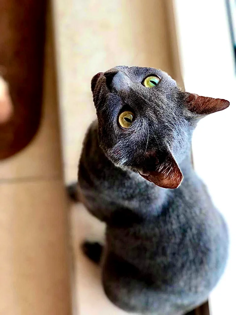 ADORABLE RUSSIAN BLUE SEEKING CAT BOBA FOR ADOPTION
