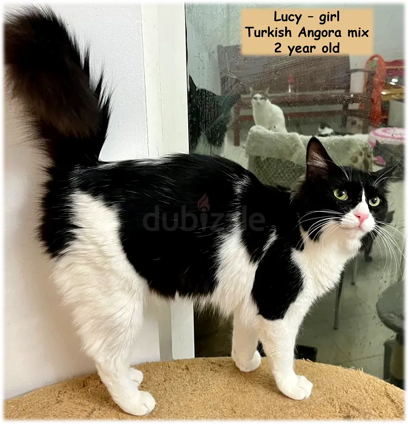 Would you Like to Adopt a Friendly Rescued Cat?