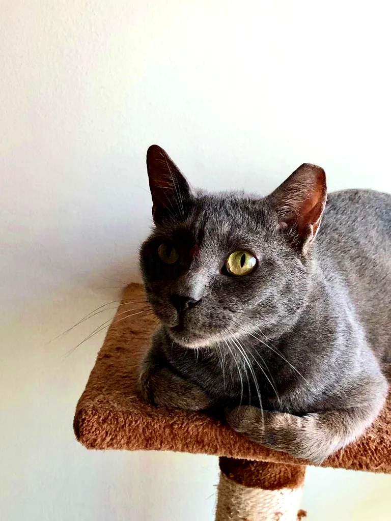 ADORABLE RUSSIAN BLUE SEEKING CAT BOBA FOR ADOPTION