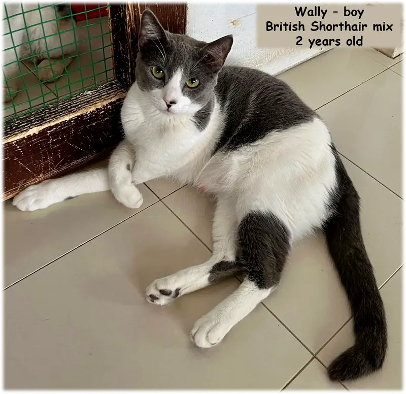 Would you Like to Adopt a Friendly Rescued Cat?