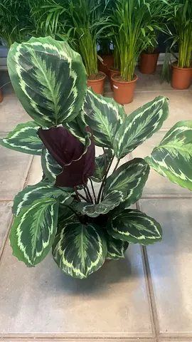 Calathea Medallion ~ Indoor Plant ~ 30/40 Cm