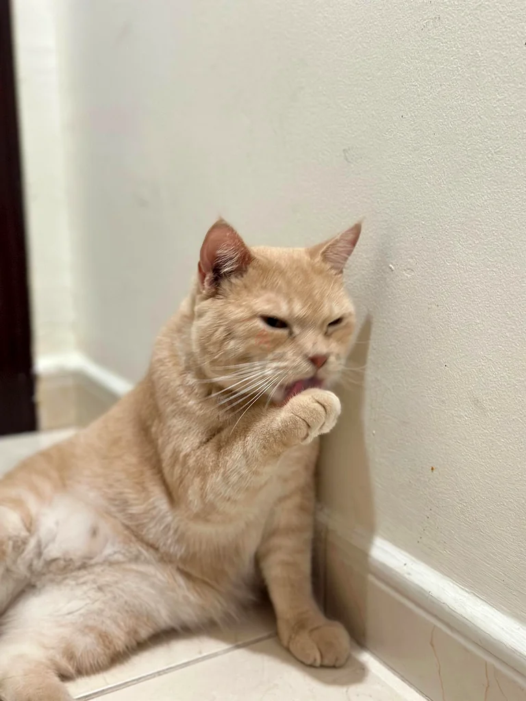 Pets for free adoption