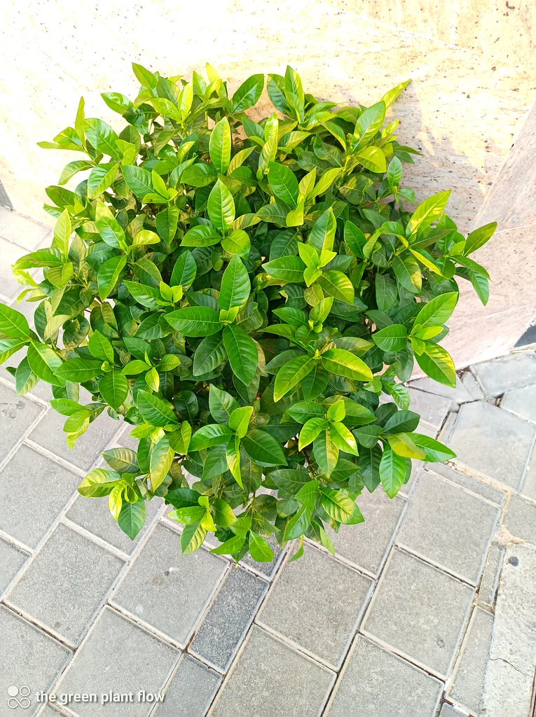النباتات الخارجية للجاردينيا63219824269697112