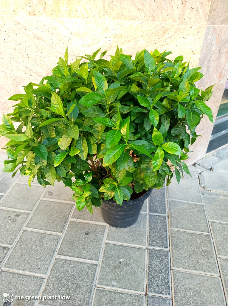 النباتات الخارجية للجاردينيا63219824269697110