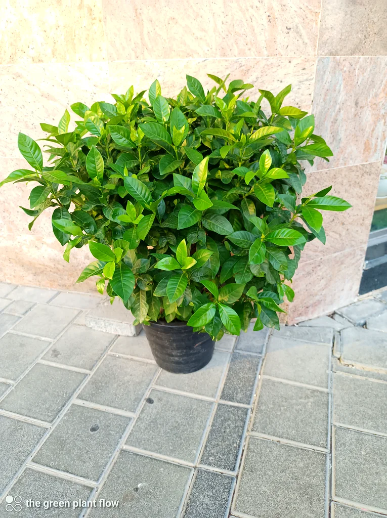 النباتات الخارجية للجاردينيا63219824269697111