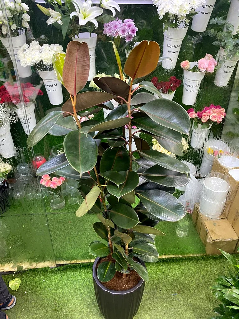 Rubber plant63219824068482112
