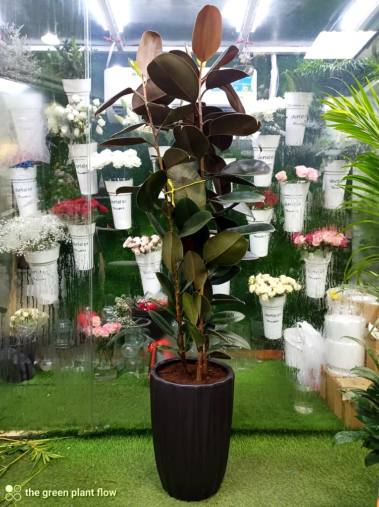 Rubber plant63219824068482111