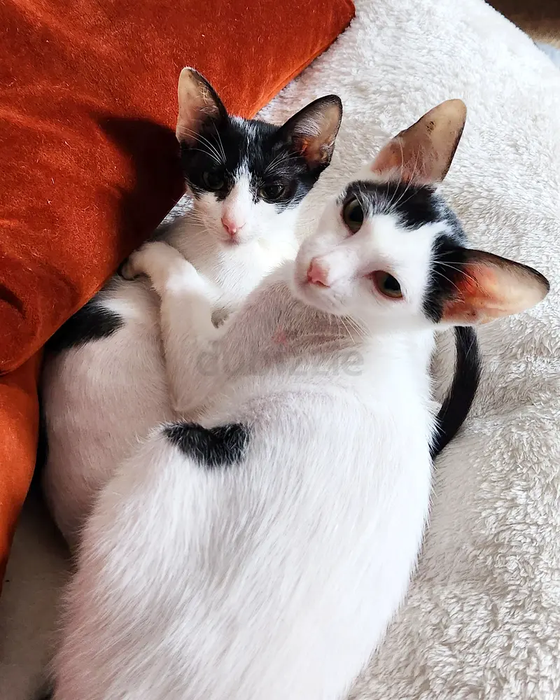 Cosmo Luna Adopt A Rescued Cat Pair!