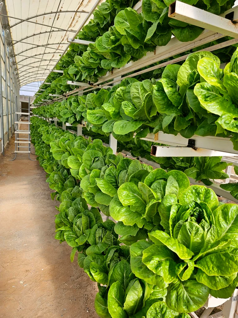 جرين هاوس مع انظمه زراعه مائيه للبيع...Green house with hydroponic systems for sale63258656527747114