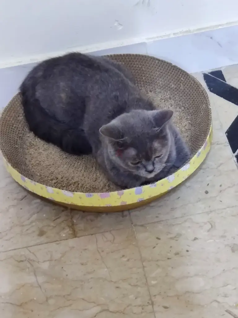 Scotish (Mix Breed) cat for adoption