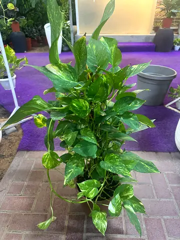 Money Plant ~ 60/70 Cm