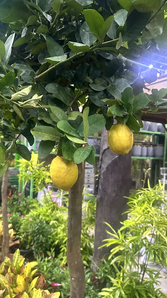 Lemon Tree ~ Spain63219823953795111