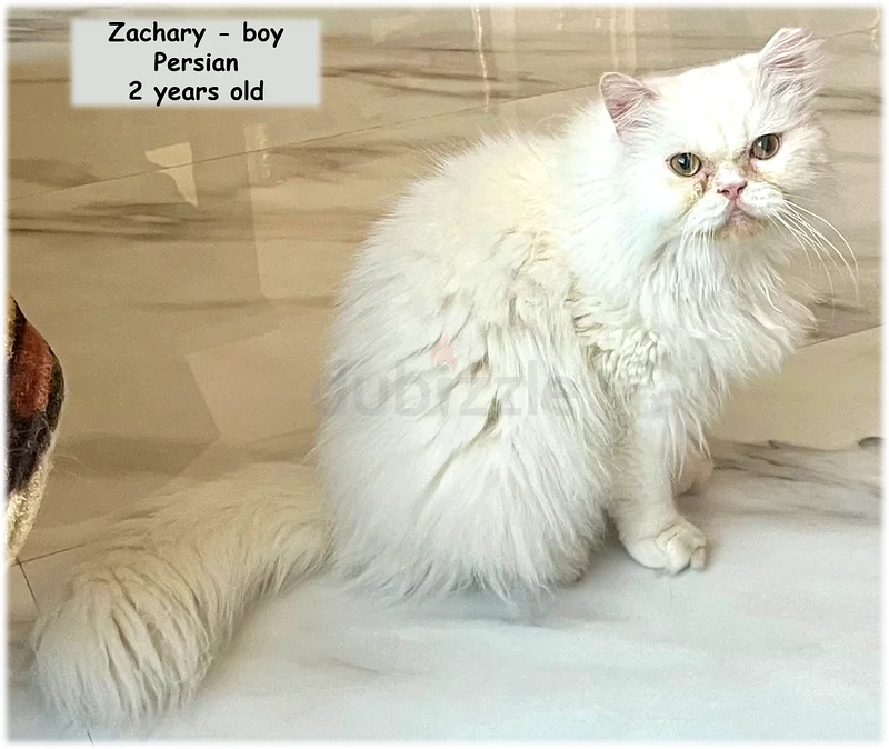 Is There a Place in Your Heart for a Rescued Cat?