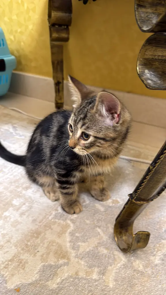 Cat up for free adoption