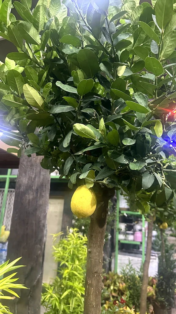 Lemon Tree ~ Spain63219823953795112