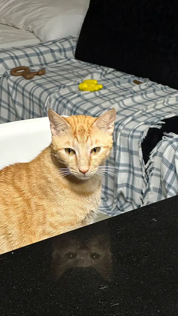 Cat for free adoption with passport