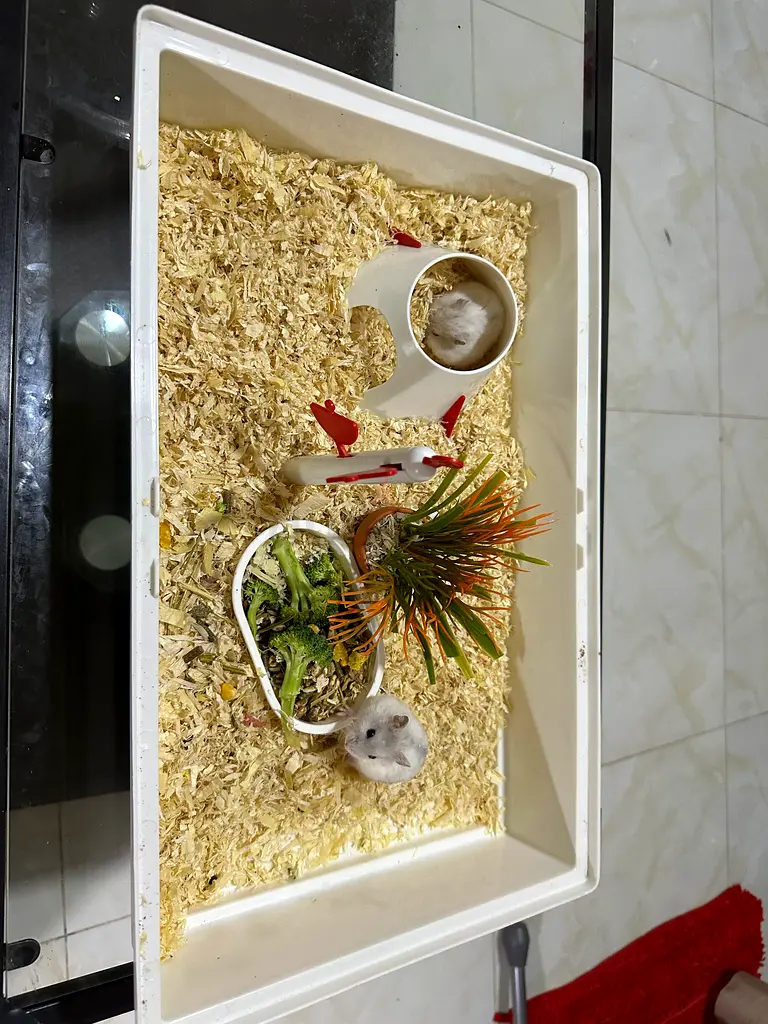 Hamster cage for sale . Hamster with babies are free