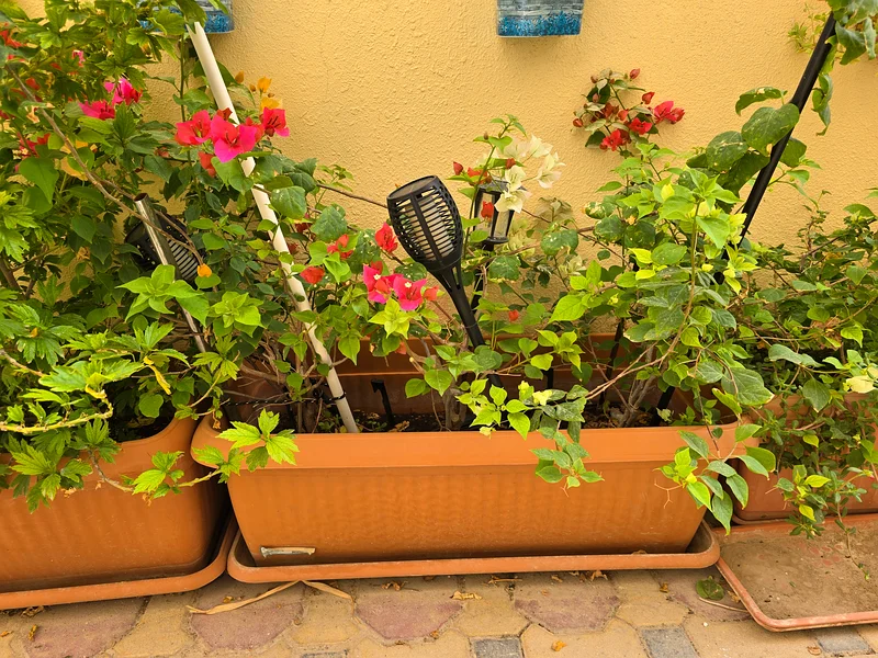 outdoor bougainvillea plant