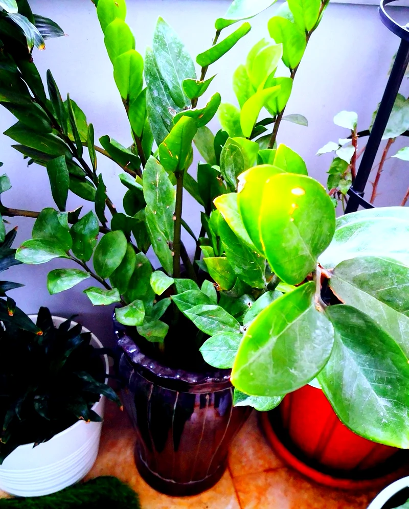 Zz plant fresh big in ceremic pot