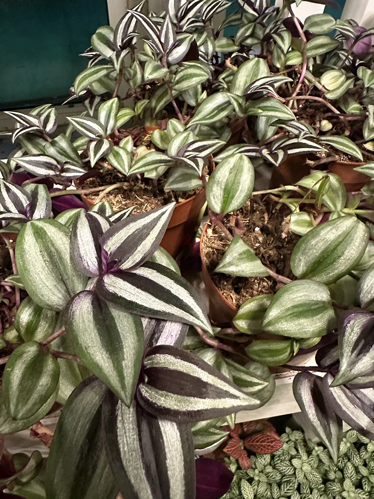TRADESCANTIA ZEBRINA ~ WANDERING JEW63219823946881111