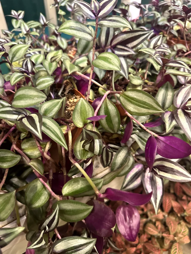 TRADESCANTIA ZEBRINA ~ WANDERING JEW63219823946881112