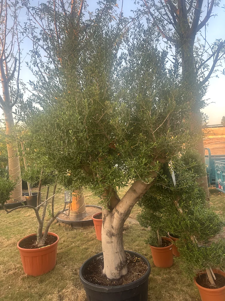 Olive Tree 2.2 m Spain