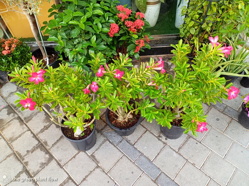 Desert rose outdoor plants63219824405763111