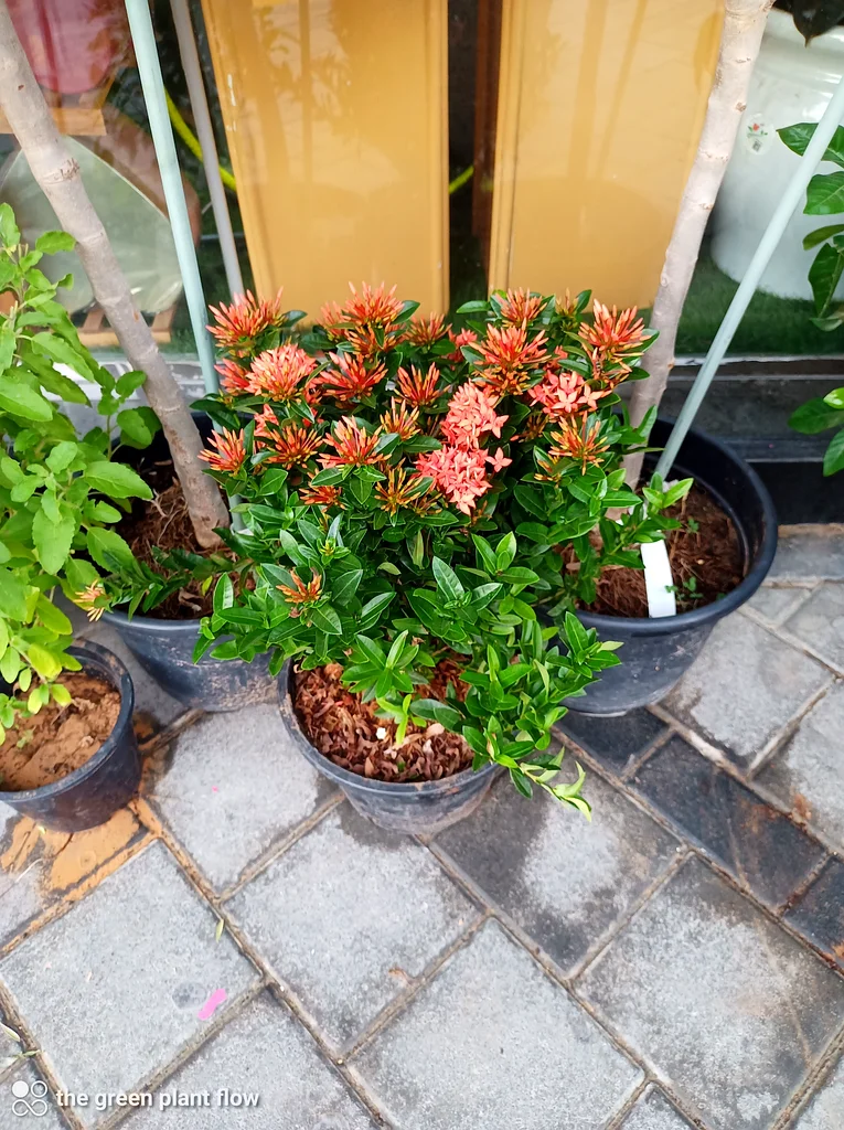 Ixora outdoor plants