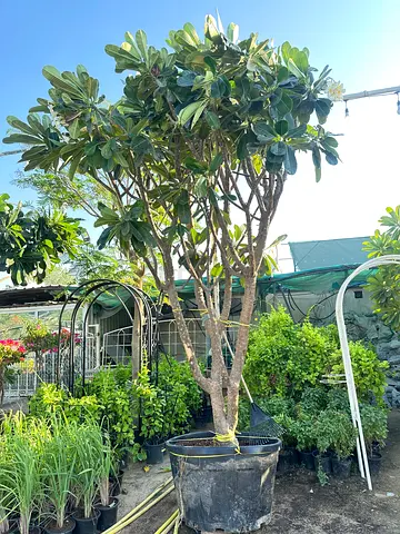 Plumeria Big ~ 280 L pot size