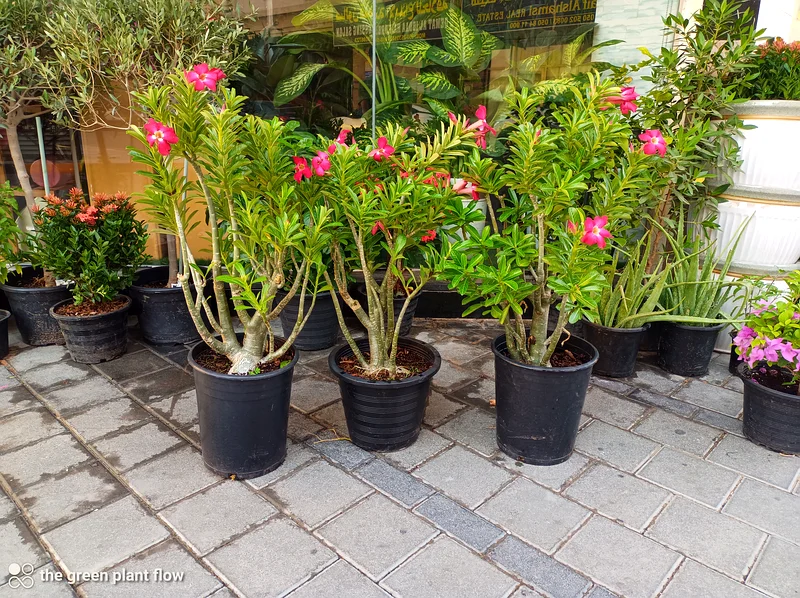 Desert rose outdoor plants63219824405763112