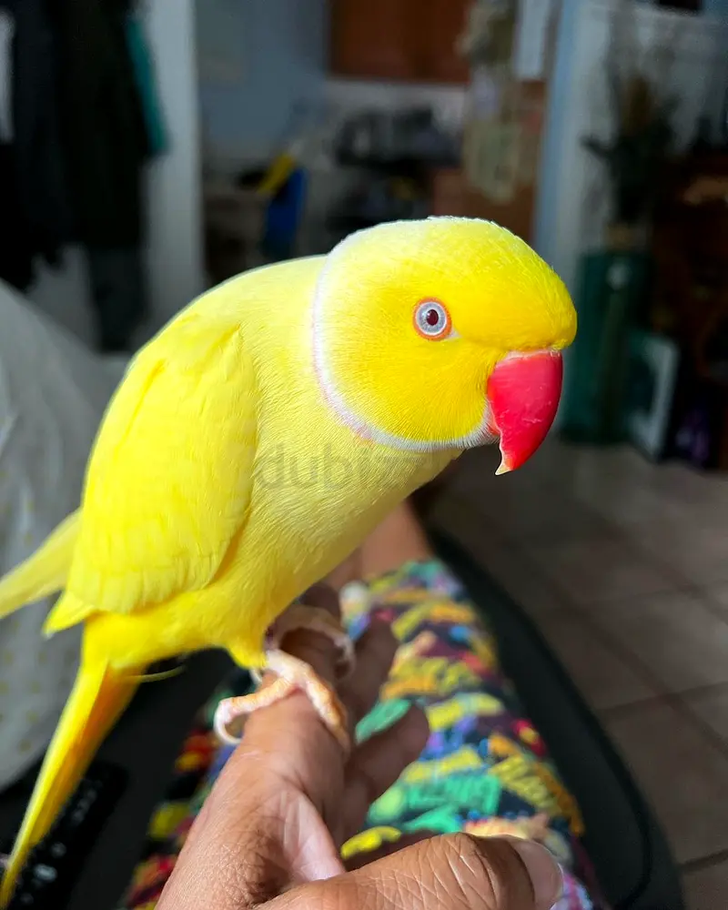 Indian Ringneck Parakeets