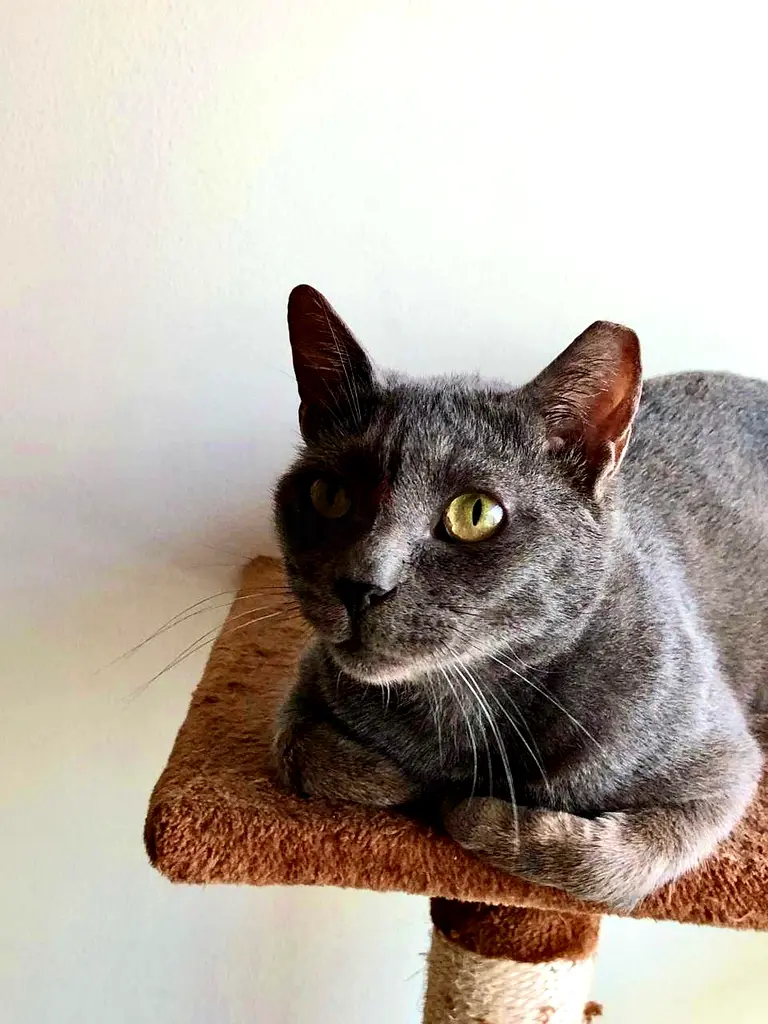 ADORABLE RUSSIAN BLUE SEEKING CAT BOBA FOR ADOPTION