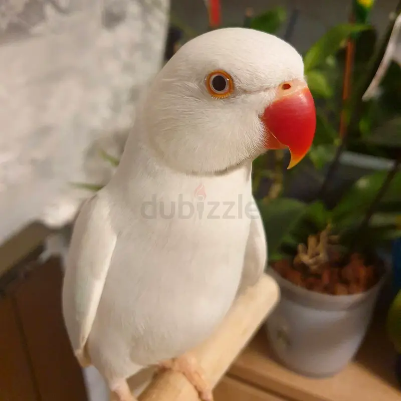 Indian Ringneck Parakeets