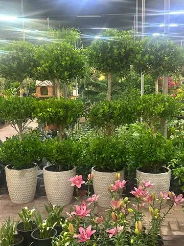 3 Head Ficus Bonzai set Of 4 with Ceramic Pots