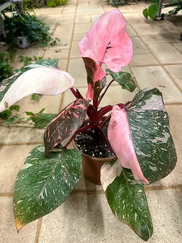 Philodendron Pink Princess ~ Indoor Plant