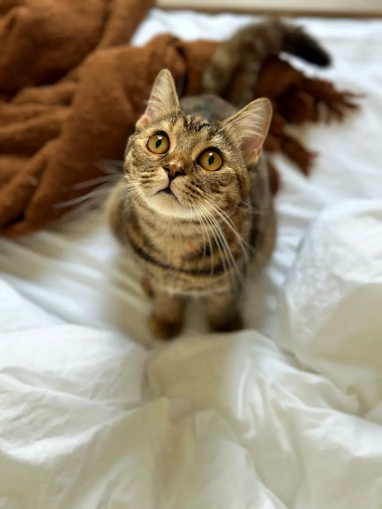 Cats for free adoption