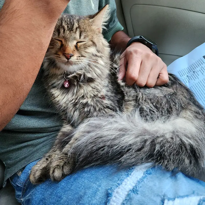 female cat for free adoption