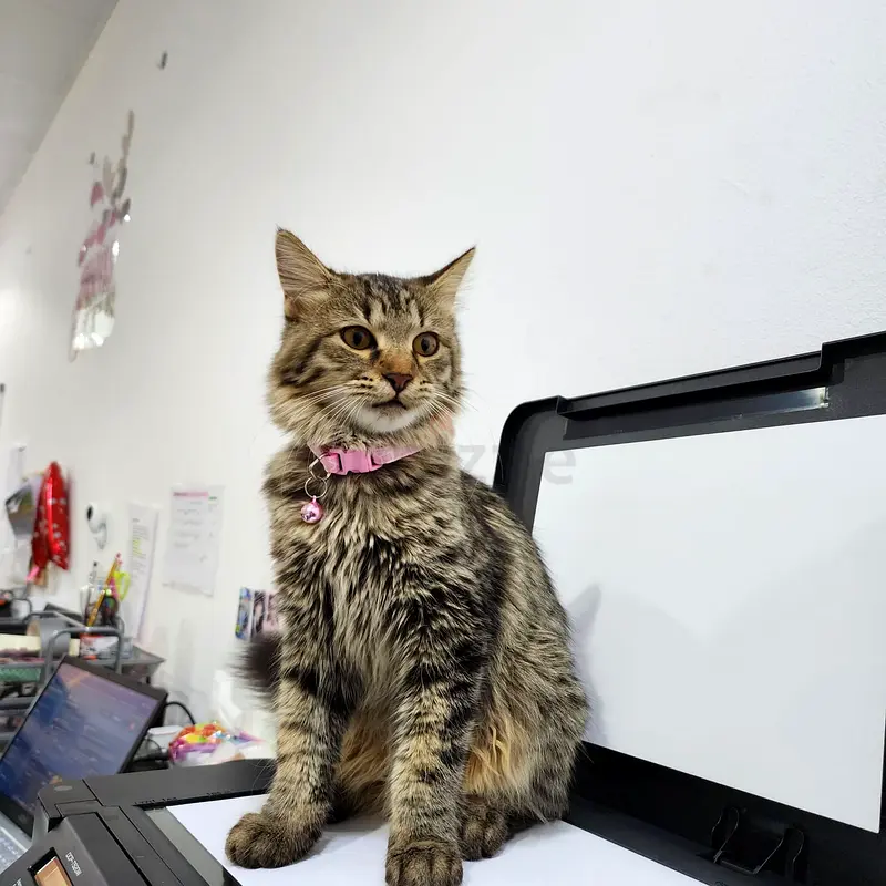 female cat for free adoption