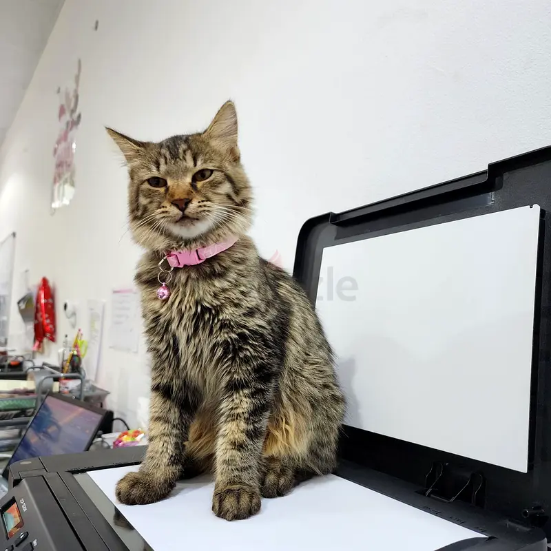 female cat for free adoption