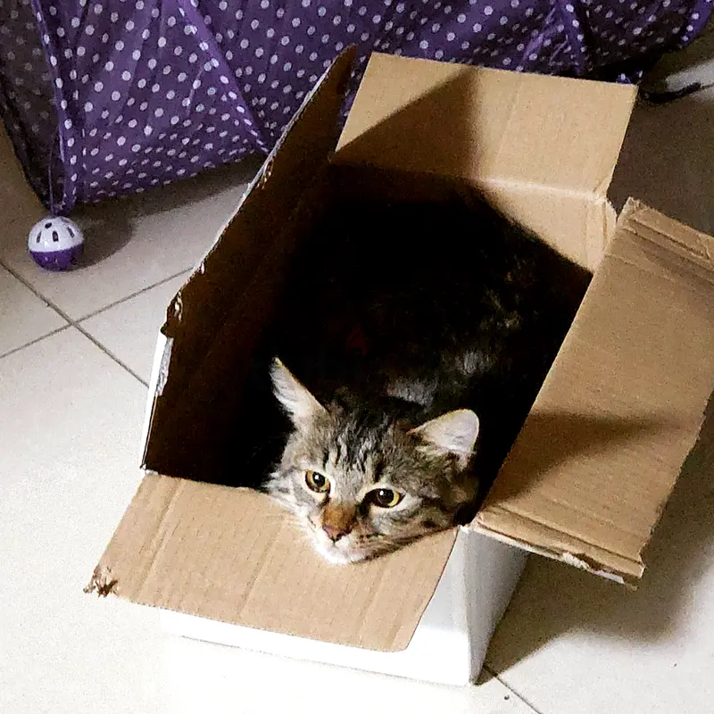 female cat for free adoption