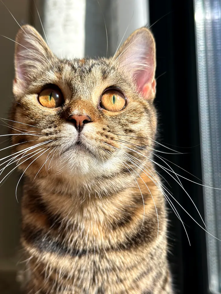 Cats for free adoption