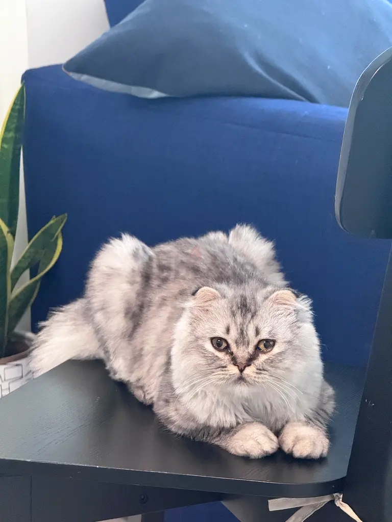 Cat for free adoption