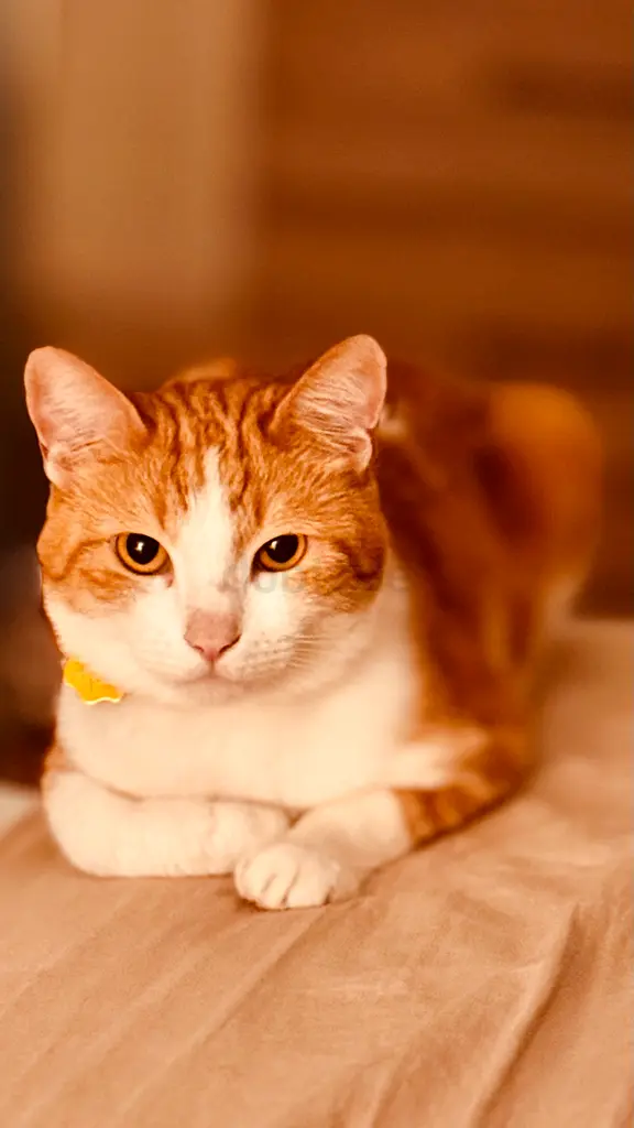 Cat for free adoption