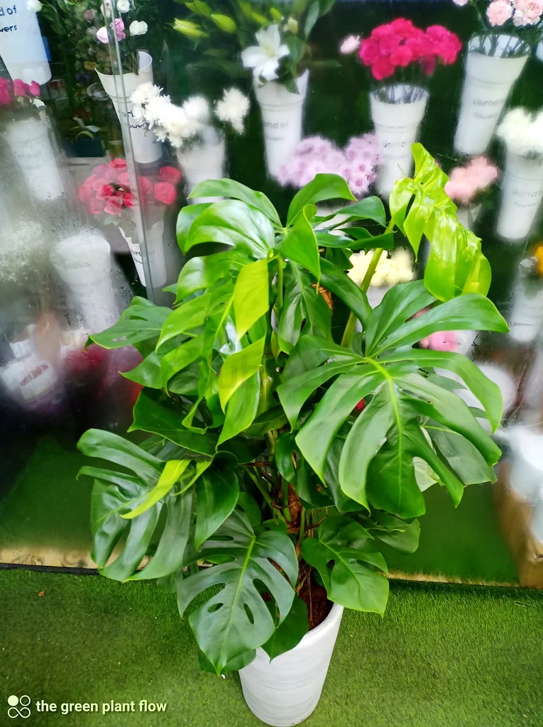 Monstera indoor plants63219824373890112