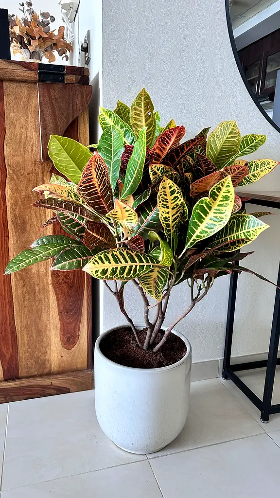 110cm Tall Red Leaf Fire Croton Indoor Plant with Sand Color Nude Pot